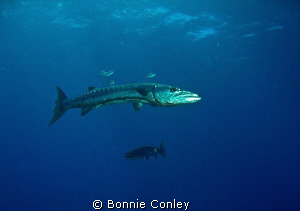 Barracuda seen in Grand Cayman August 2010.  Photo taken ... by Bonnie Conley 